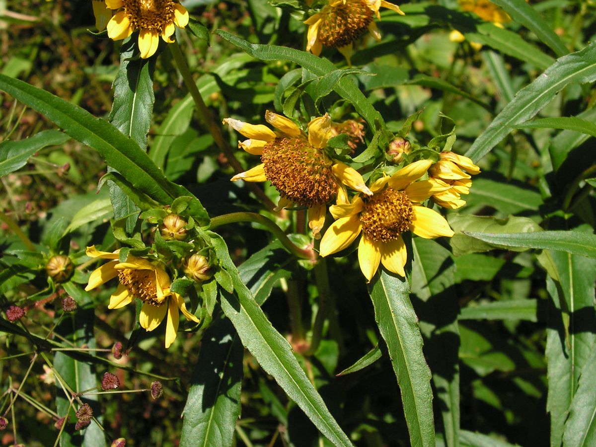 Image of Bidens cernua var. radiata specimen.