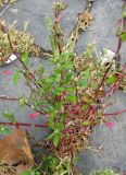 Chenopodium strictum. Нижняя часть растения. Венгрия, г. Будапешт, набережная Дуная. 01.09.2012.