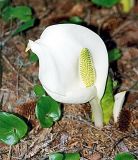 Lysichiton camtschatcensis. Цветущее растение. Южный Сахалин, влажный лес. Май 2003 г.