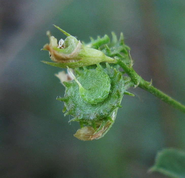 Image of Medicago saxatilis specimen.