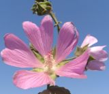 Malva thuringiaca