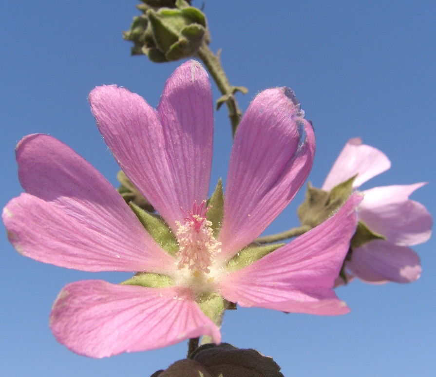 Image of Malva thuringiaca specimen.