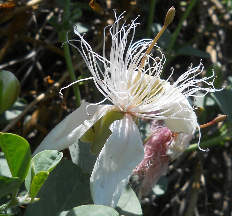 Image of Capparis herbacea specimen.