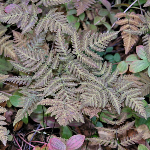 Image of Gymnocarpium dryopteris specimen.