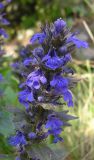 Ajuga genevensis