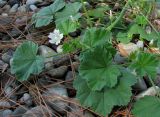 Malva neglecta