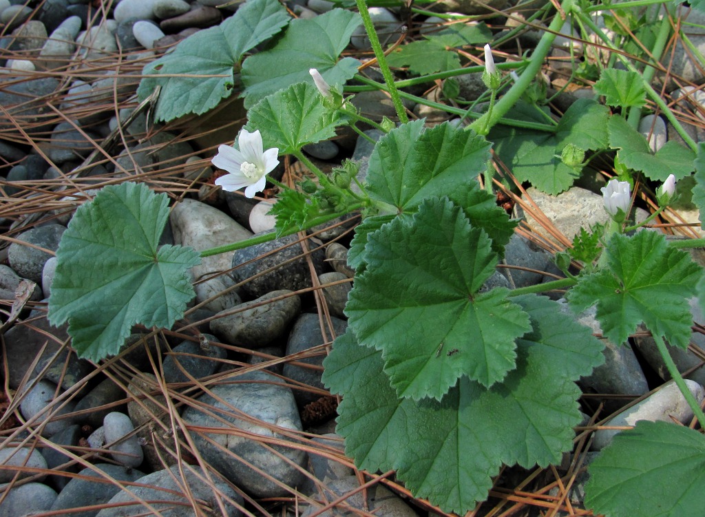 Изображение особи Malva neglecta.