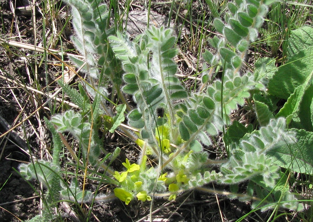 Image of Astragalus pubiflorus specimen.