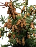 Picea pungens форма glauca. Верхушка дерева с шишками. Хорватия, Истрия, пос. Баньоле, лесная полоса между дорогой и полем. 03.09.2012.