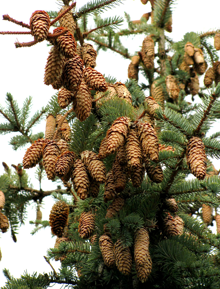 Изображение особи Picea pungens f. glauca.