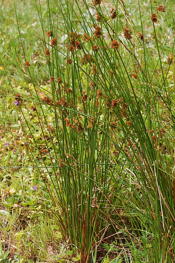 Image of Juncus effusus specimen.