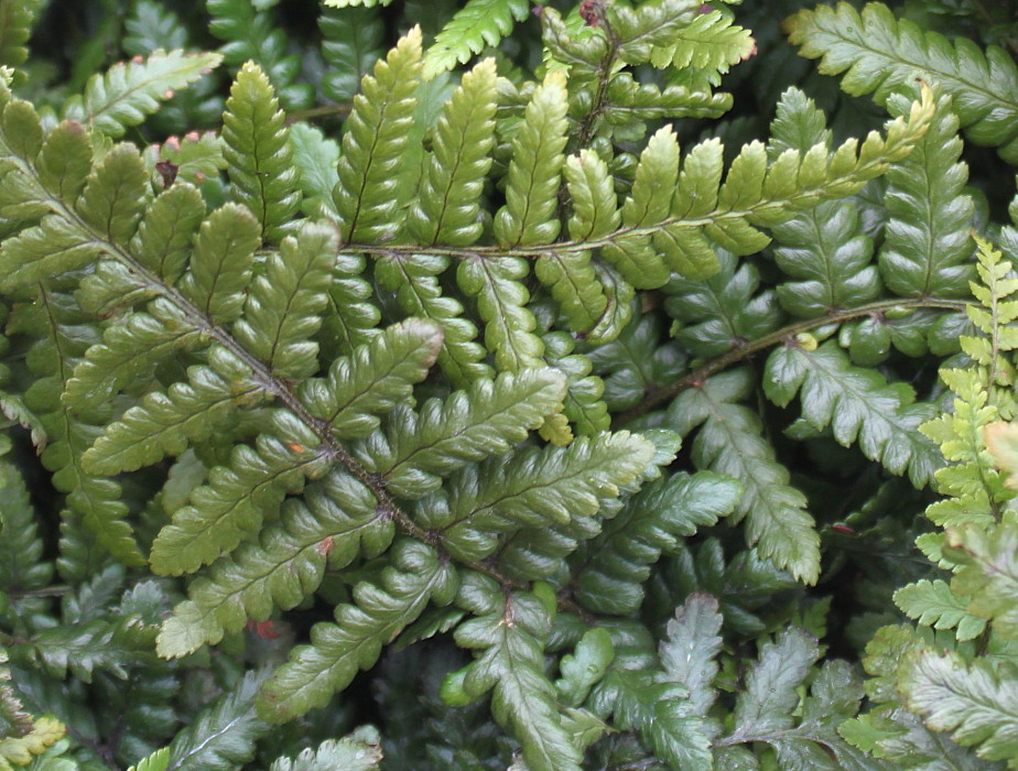 Image of Dryopteris pseudomas specimen.