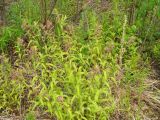 Pedicularis resupinata