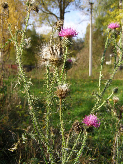 Изображение особи Carduus pseudocollinus.