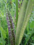 Dactylorhiza maculata