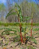 genus Rumex