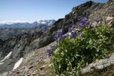 Delphinium caucasicum