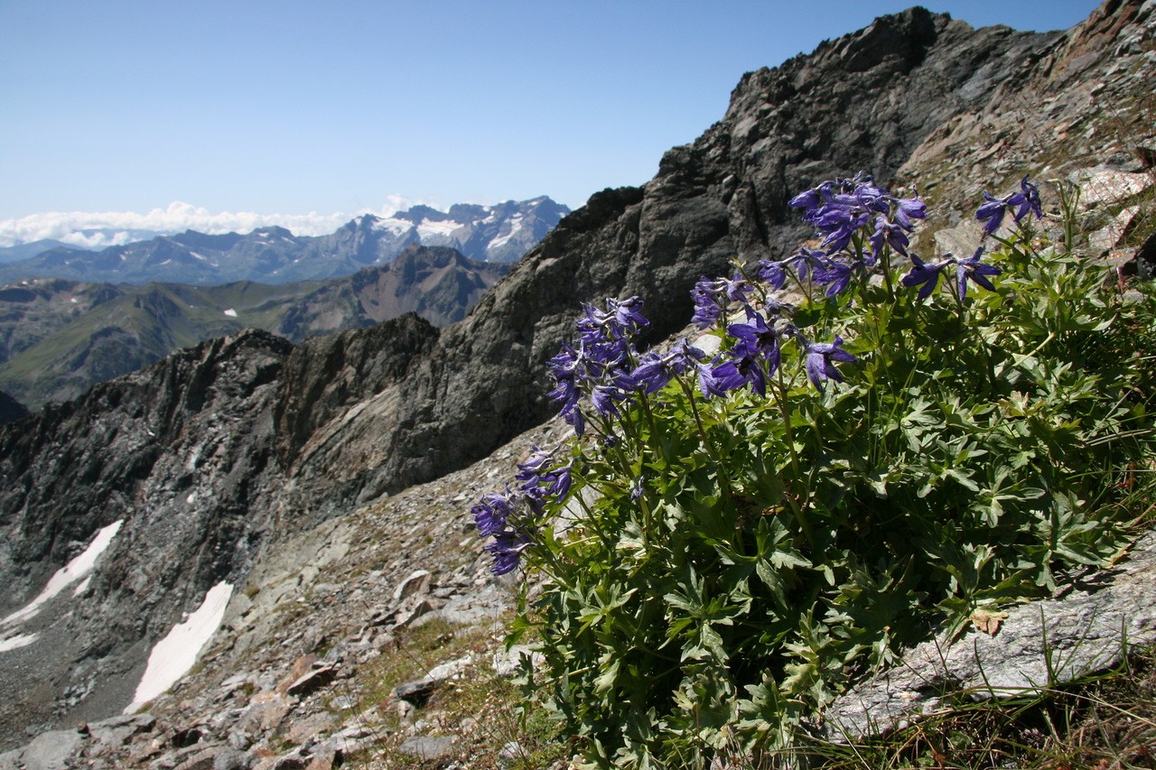 Изображение особи Delphinium caucasicum.