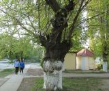 Image of taxon representative. Author is Владимир Иноземцев