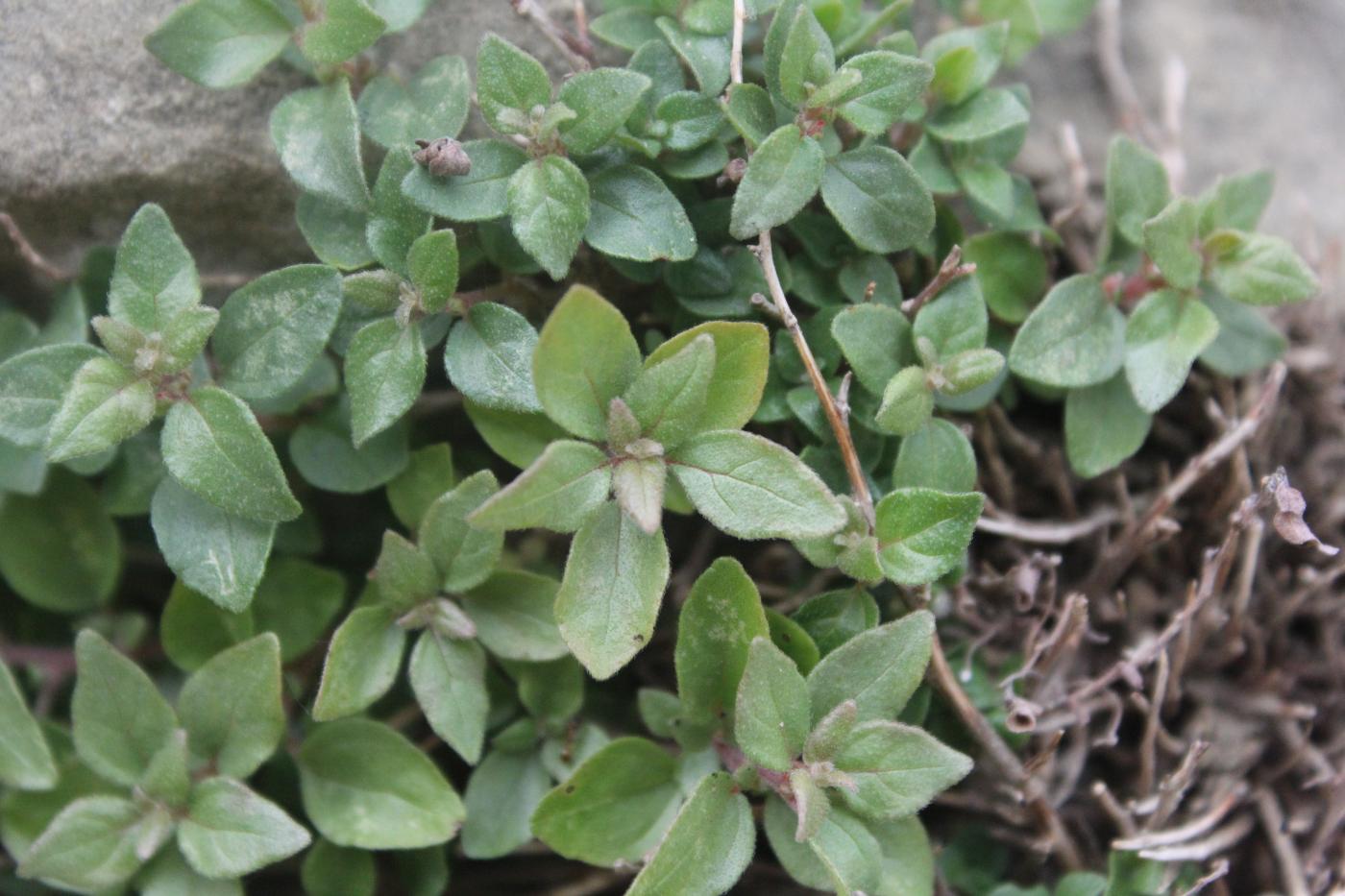 Image of Parietaria elliptica specimen.