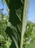 Sonchus arvensis ssp. uliginosus