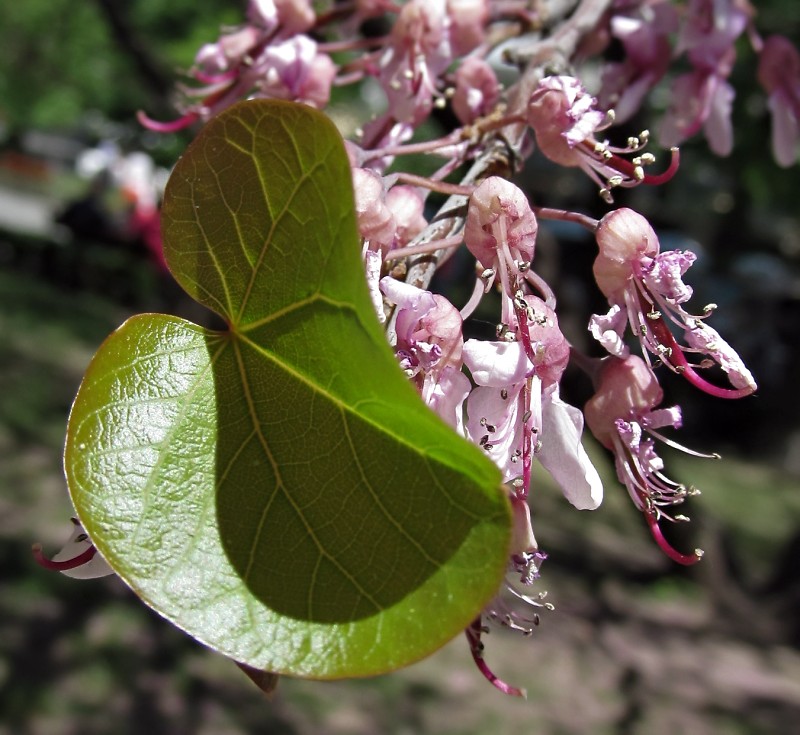 Изображение особи род Cercis.