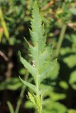 Papaver rhoeas