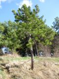 Pinus pallasiana. Небольшое дерево. Ставропольский край, г. Кисловодск, Крестовая гора, посадки по склону. 24.03.2013.