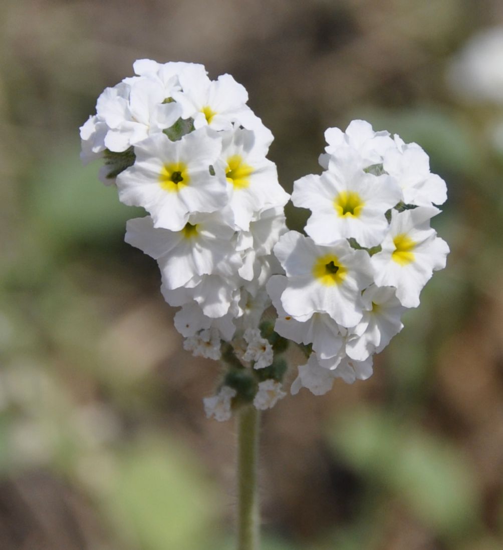 Image of Heliotropium hirsutissimum specimen.