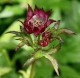 Astrantia major