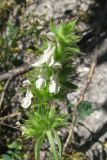 Stachys atherocalyx