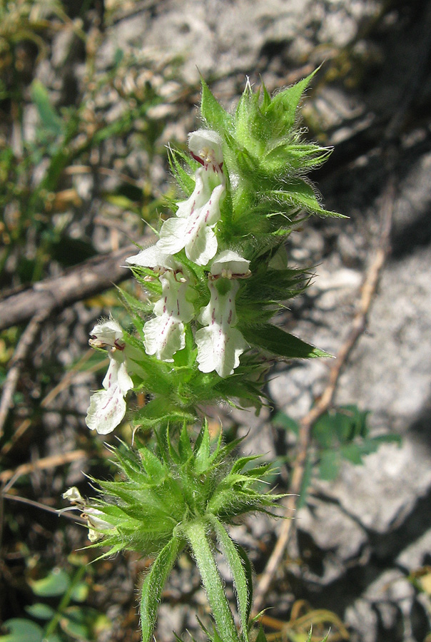 Изображение особи Stachys atherocalyx.