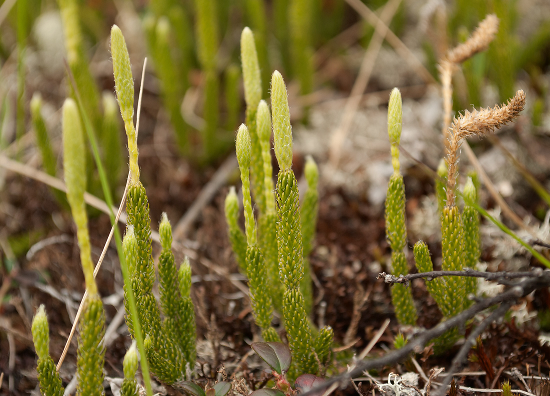 Плаун ползучий. Плаун (Lycopodium). Плаун булавовидный. Ликоподиум плаун булавовидный. Трава плаун булавовидный.