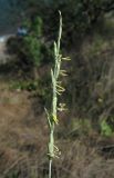 Elytrigia nodosa