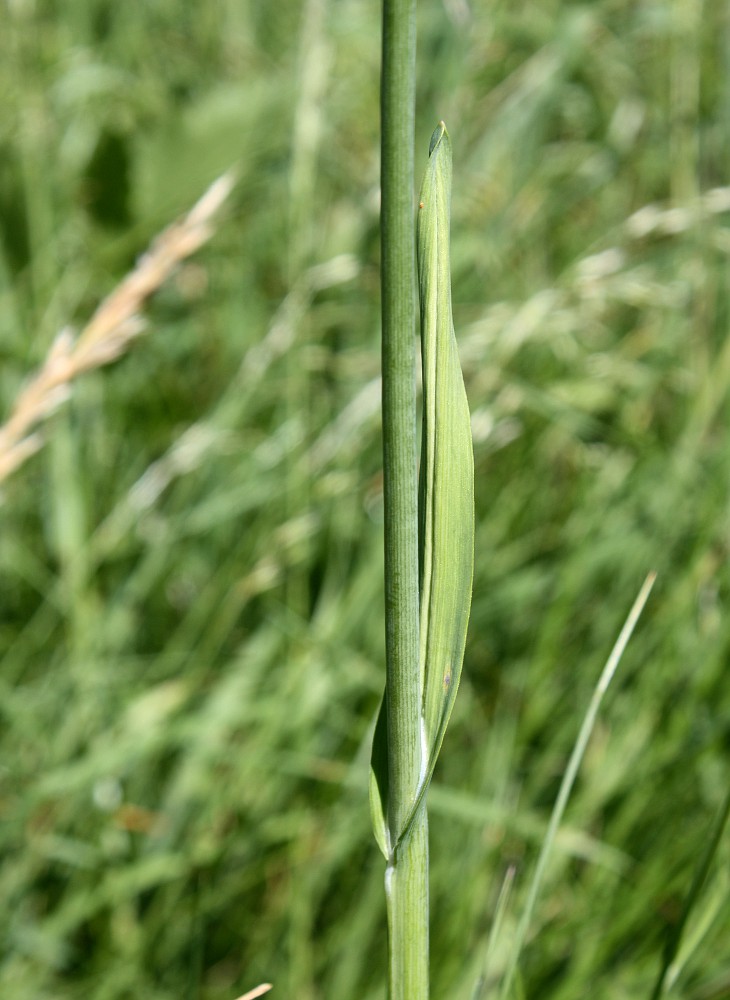 Изображение особи Allium scorodoprasum.