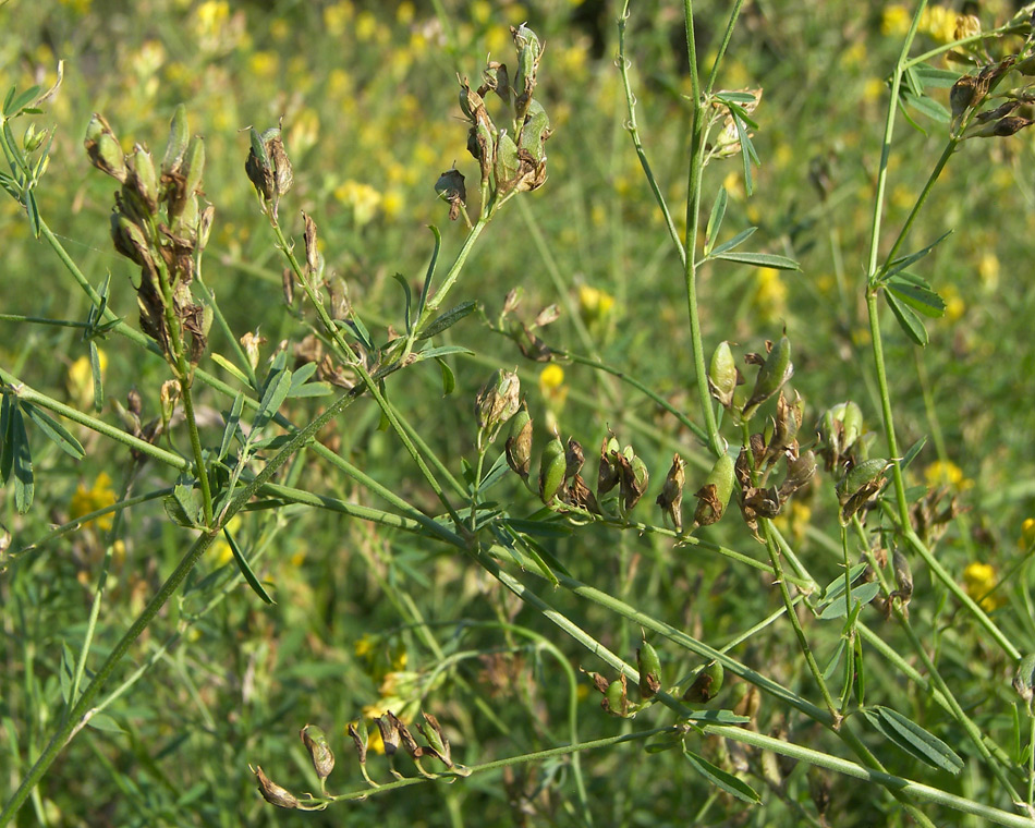 Изображение особи Medicago vardanis.