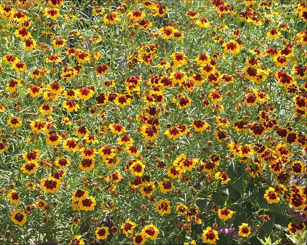 Изображение особи Coreopsis tinctoria.