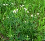 Trifolium montanum