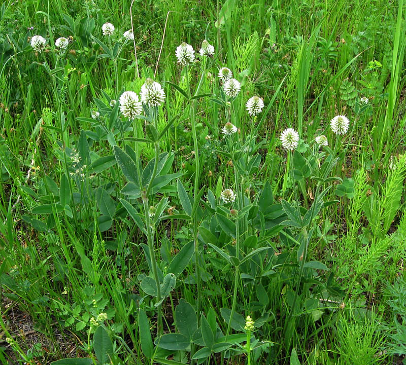 Image of Trifolium montanum specimen.