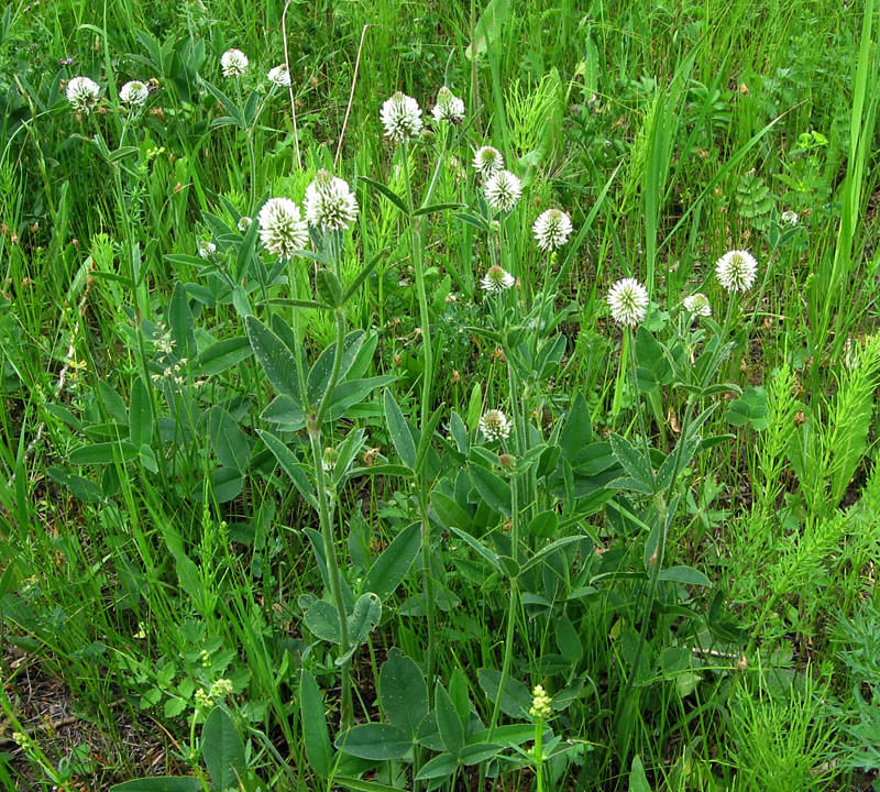 Изображение особи Trifolium montanum.