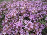 Thymus roegneri. Соцветия. Крым, пгт Черноморское, пустырь на южной окраине поселка. 14.05.2013.