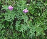 Hedysarum truncatum