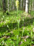 Carex vaginata