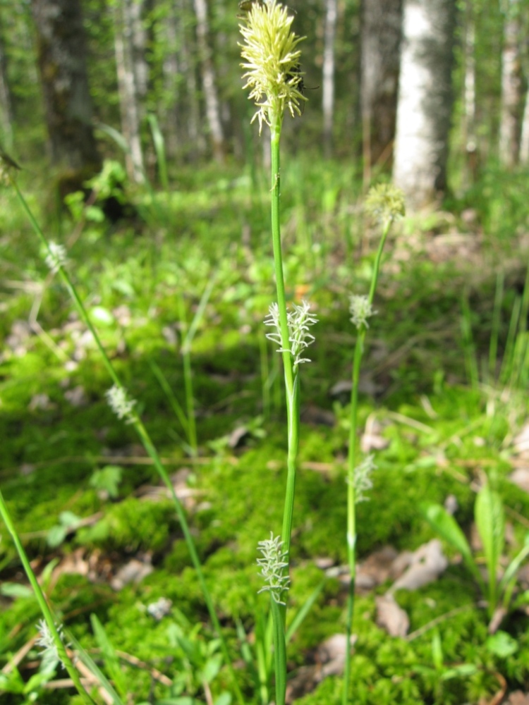 Изображение особи Carex vaginata.