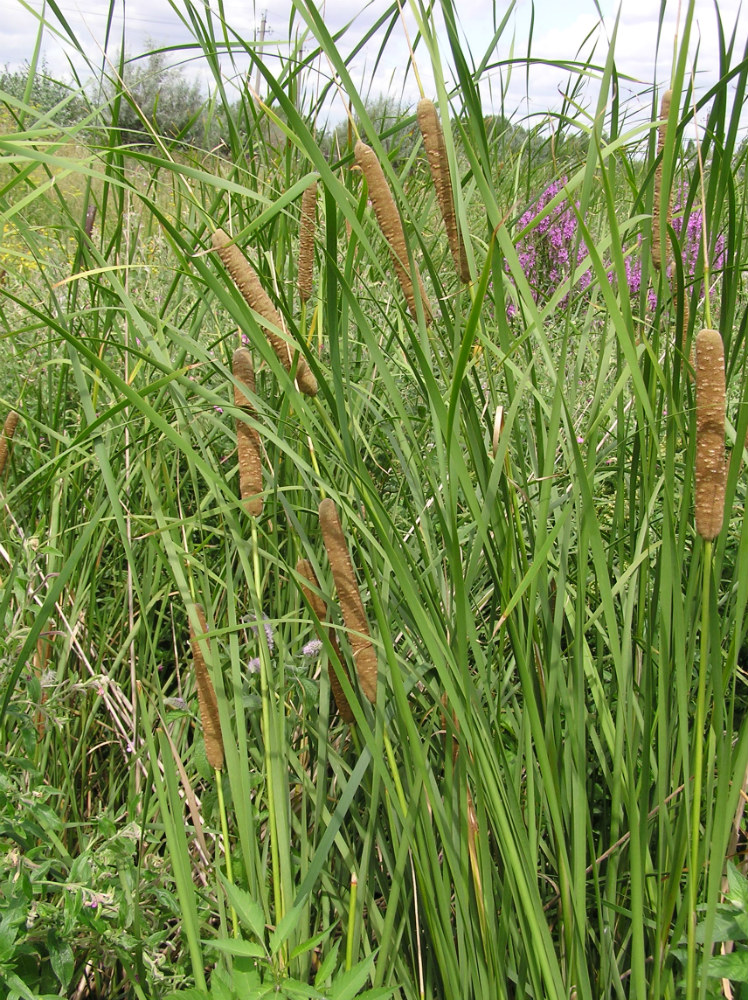 Изображение особи Typha angustifolia.