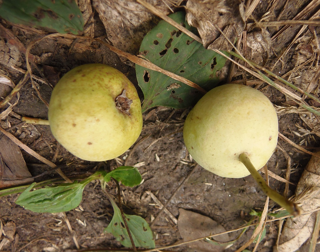 Image of Pyrus pyraster specimen.