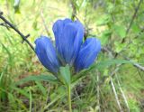 Gentiana triflora