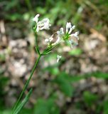 Galium triandrum