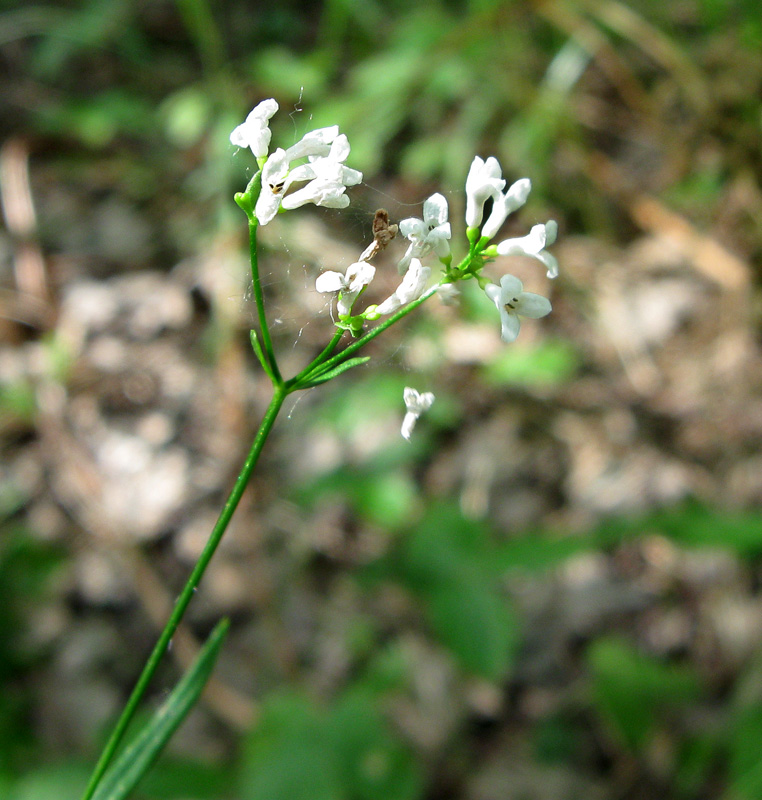 Изображение особи Galium triandrum.