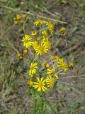 Senecio erucifolius